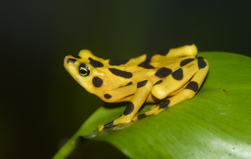 golden frog