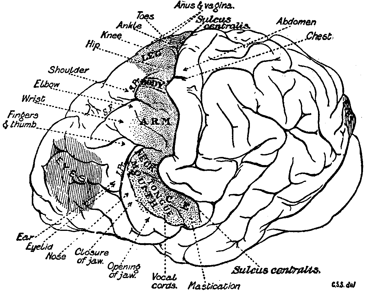 1911_EB_Chimpanzee_Brain - Problamb