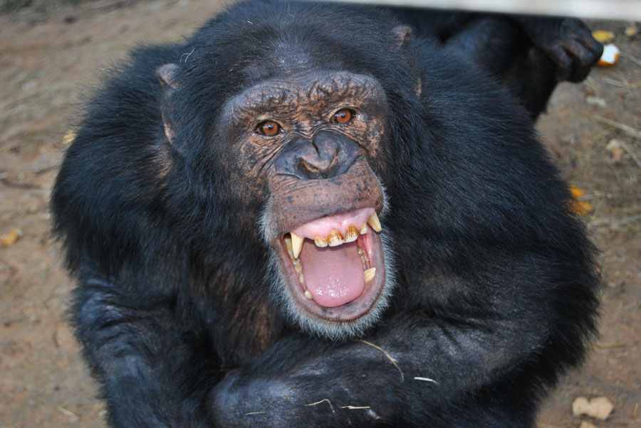 Throwing Chimpanzees – The History of Words & Violence