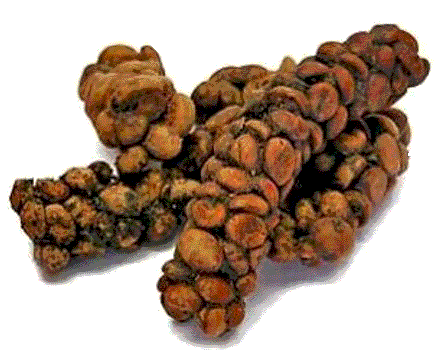 Kopi Luwak Coffee Beans